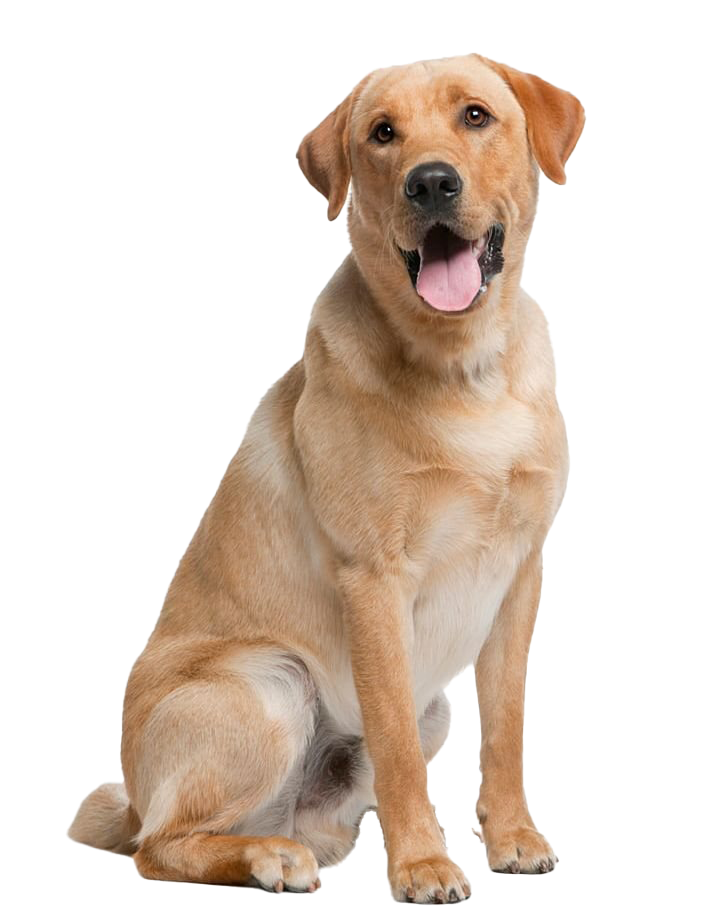 labrador